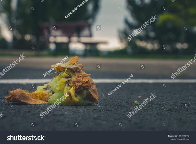 A smashed kiwi fruit on asphalt