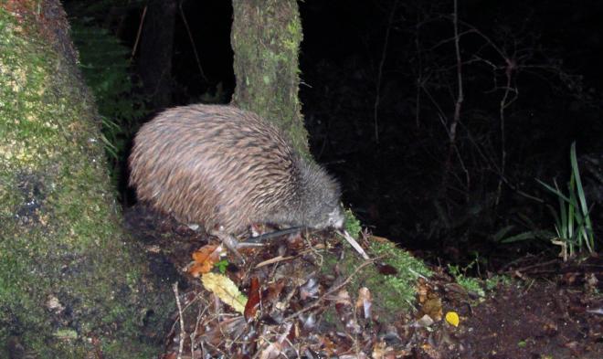 Kiwi Bird